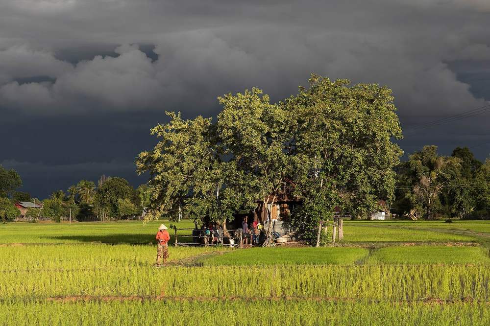 A tiny house under trees in green rice paddies, lit by low sun beneath a dark storm sky
